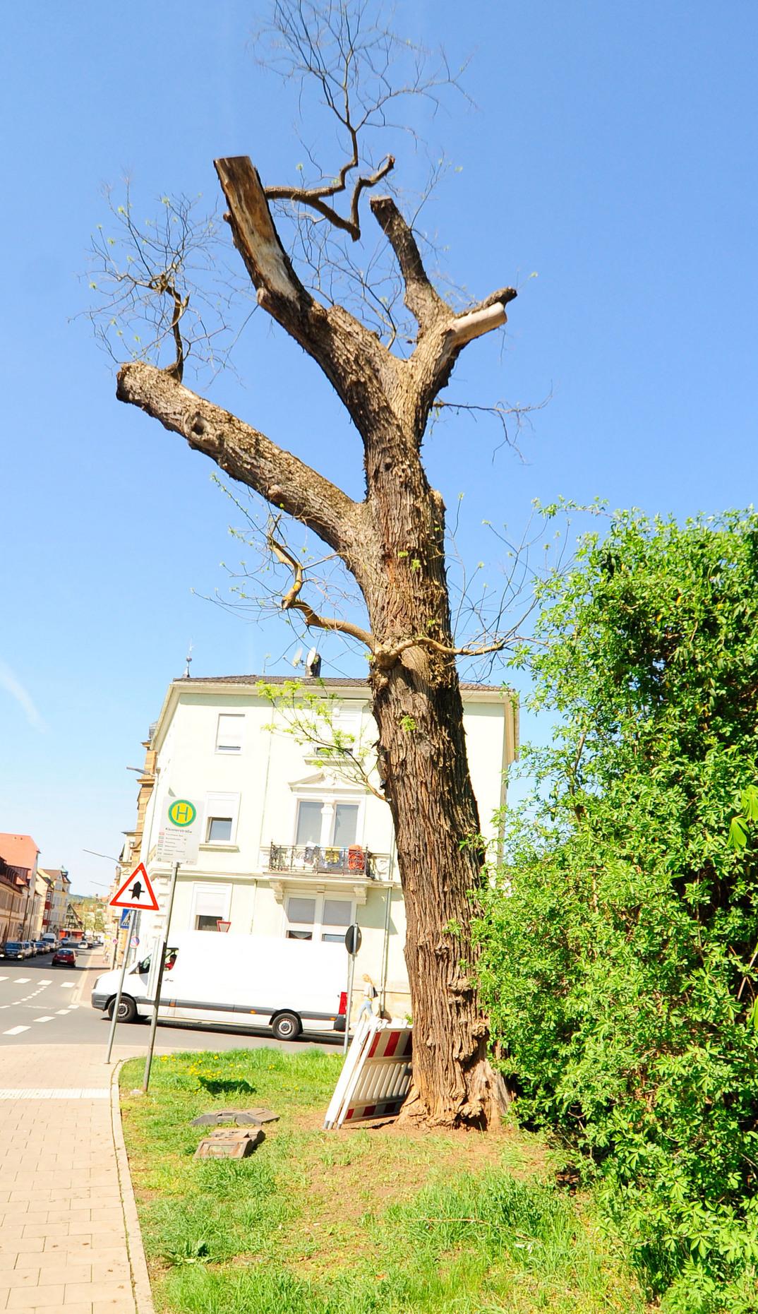 Der japanische Schnurbaum in der Klosterstraße in Forchheim.