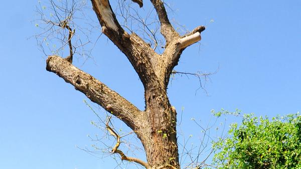 Der japanische Schnurbaum in der Klosterstraße in Forchheim.