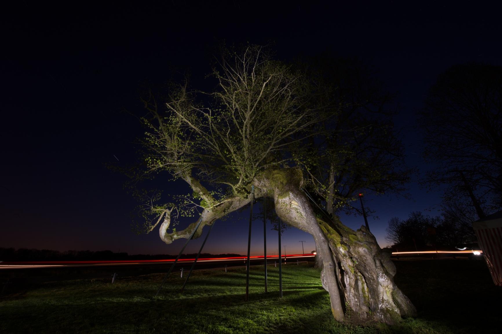 Selten, schön und unter Schutz: Im Landkreis Forchheim gibt es 34 Bäume, die einzeln oder als Baumgruppe bei der Unteren Naturschutzbehörde als Naturdenkmal gelistet sind. Hier haben wir eine Auswahl zusammengestellt.
