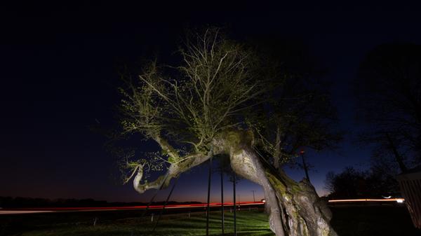 Selten, schön und unter Schutz: Im Landkreis Forchheim gibt es 34 Bäume, die einzeln oder als Baumgruppe bei der Unteren Naturschutzbehörde als Naturdenkmal gelistet sind. Hier haben wir eine Auswahl zusammengestellt.