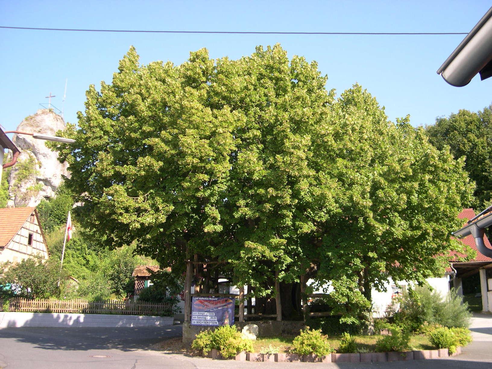 Dorflinde Wichsenstein