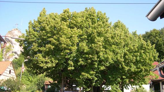 Diese Bäume im Landkreis Forchheim sind ein Naturdenkmal