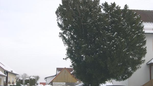 Die Eibe in Gößweinstein.