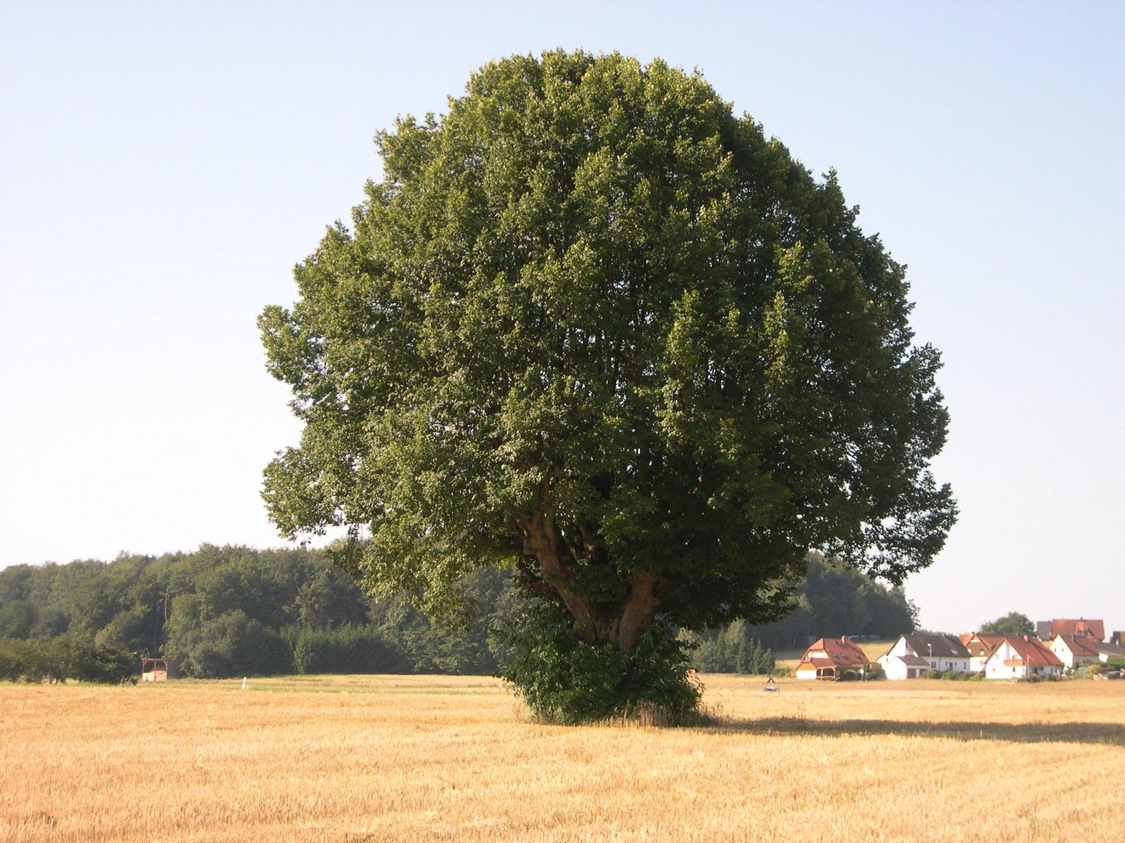 Die Hansa-Linde in Gößweinstein.
