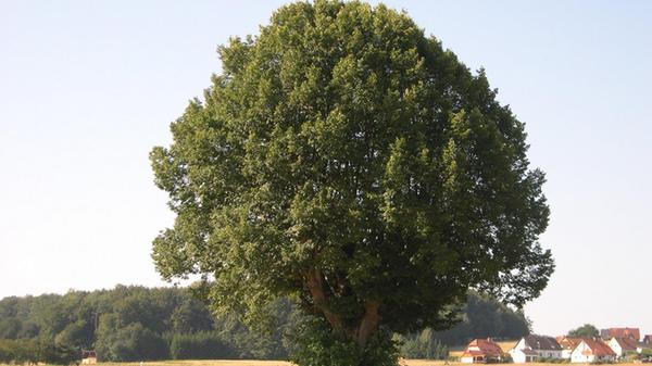 Die Hansa-Linde in Gößweinstein.