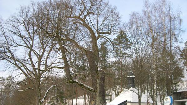 Die Badangerlinde in Gößweinstein. Die Herkunft des Namens ist nicht genau überliefert. Sie soll bereits im 13. Jahrhundert in der Chronik Gößweinsteins erwähnt worden sein, also müsste sie etwa 800 Jahre alt sein.