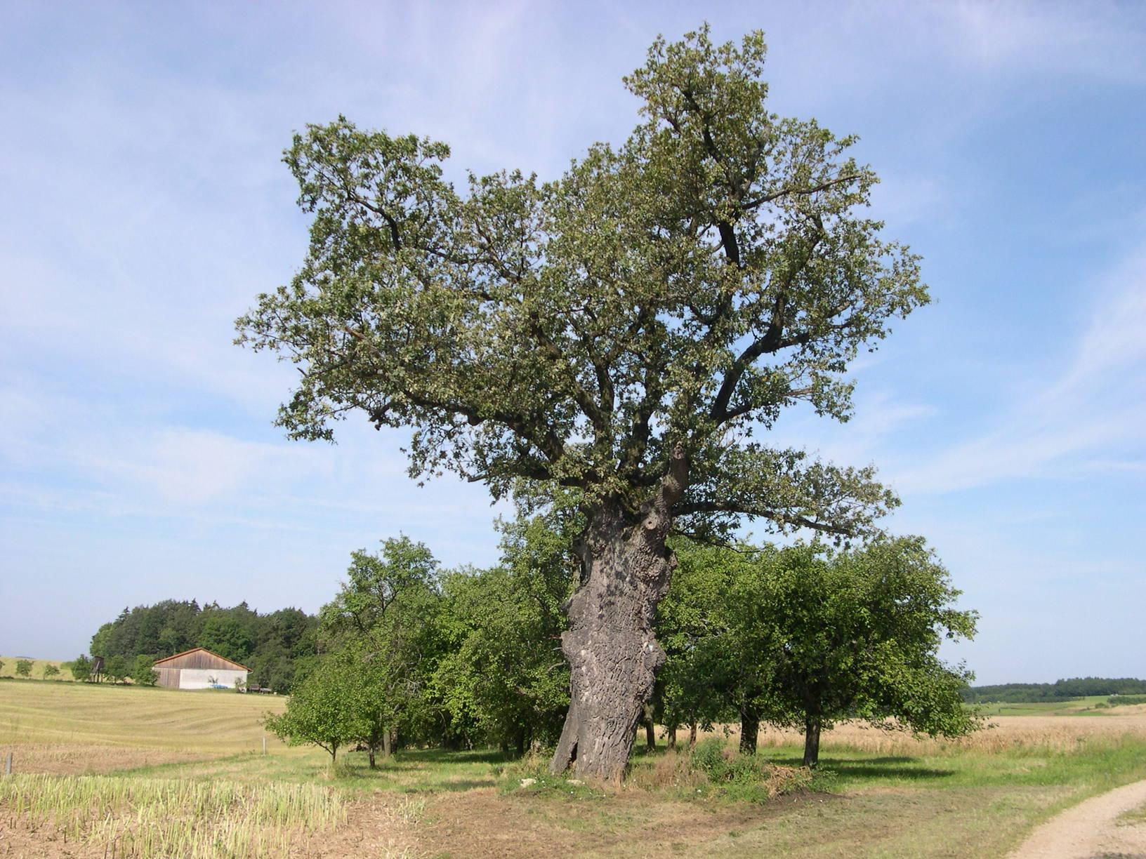 Die Eiche in Dietzhof.