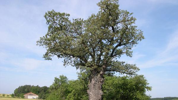 Die Eiche in Dietzhof.