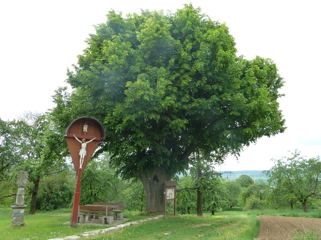 Die Kapellenlinde in Pretzfeld.