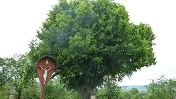 Die Kapellenlinde in Pretzfeld.