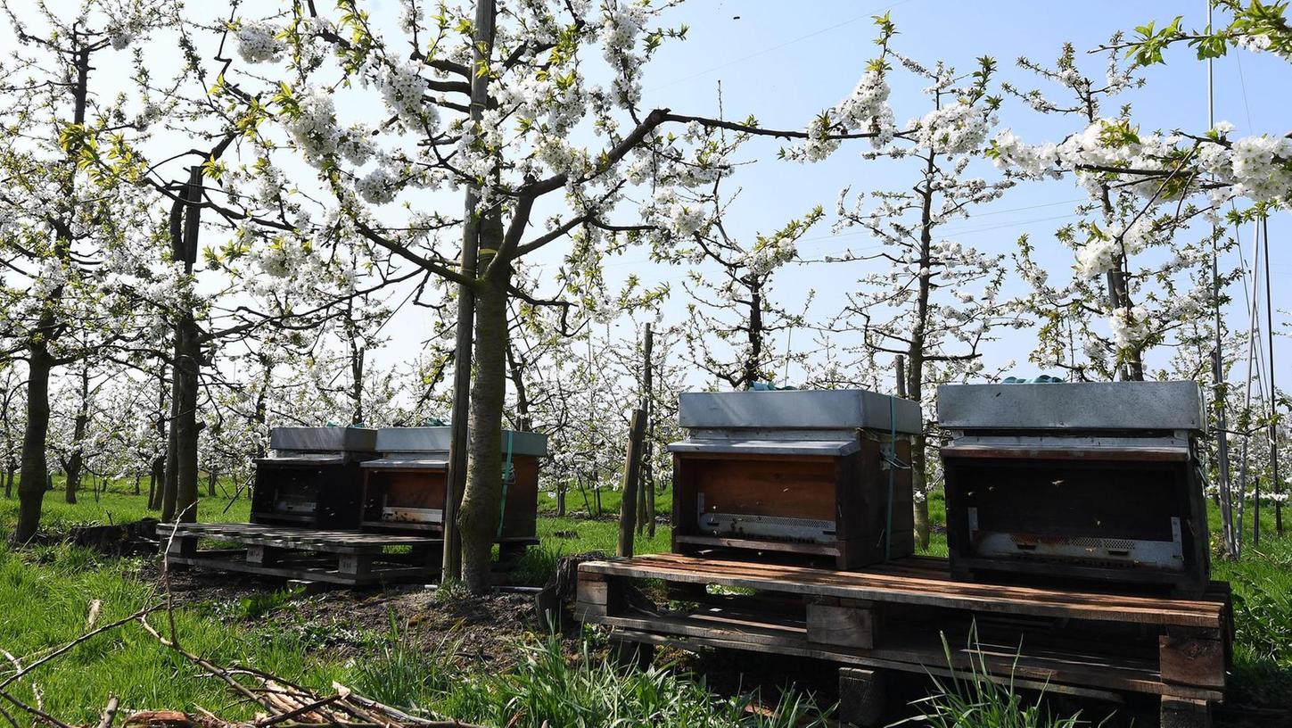 Volle Blüte: Warum in Franken so wenig Bienen zu sehen sind