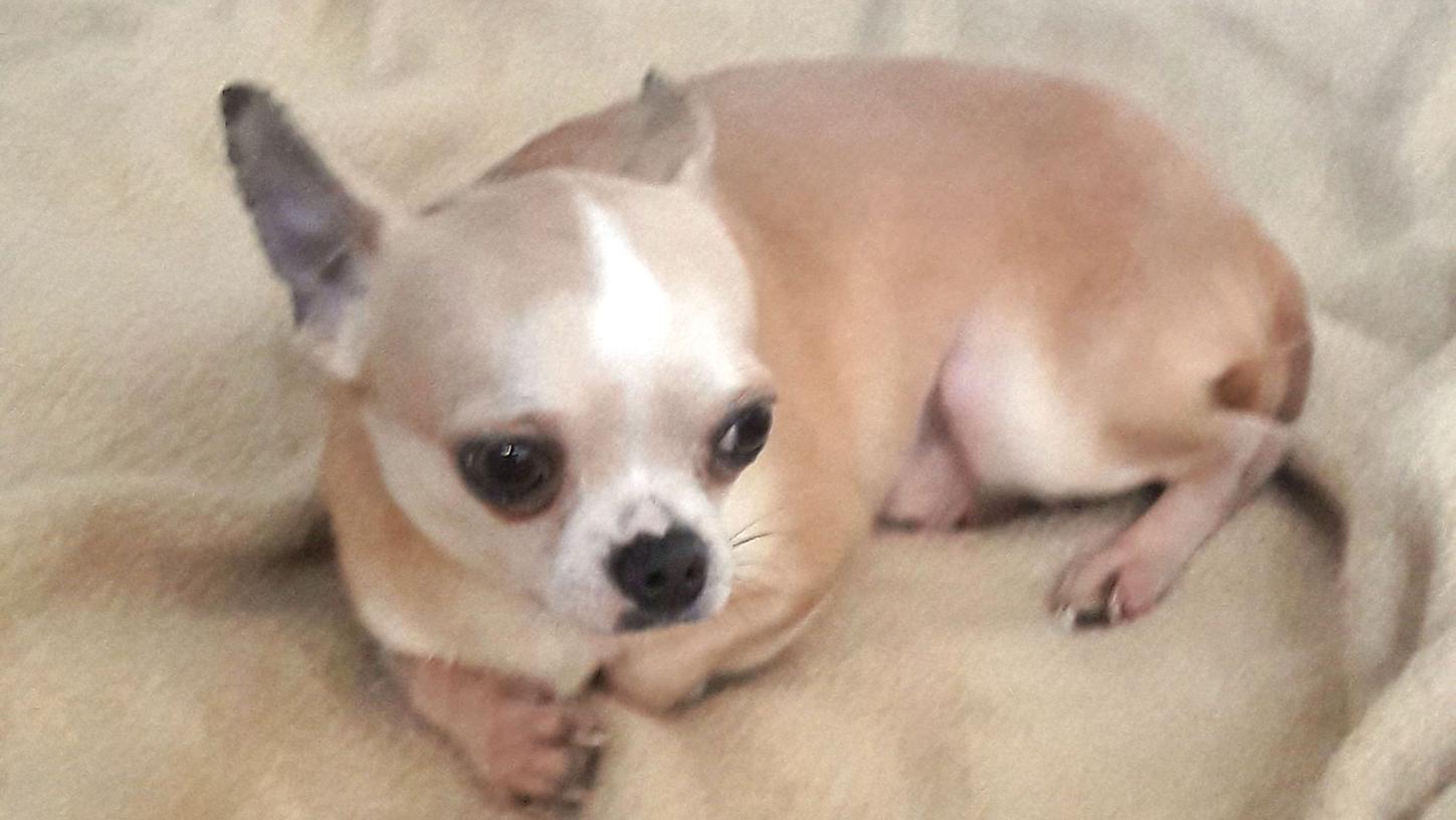 Chihuahua Milo ist in Forchheim gestrandet