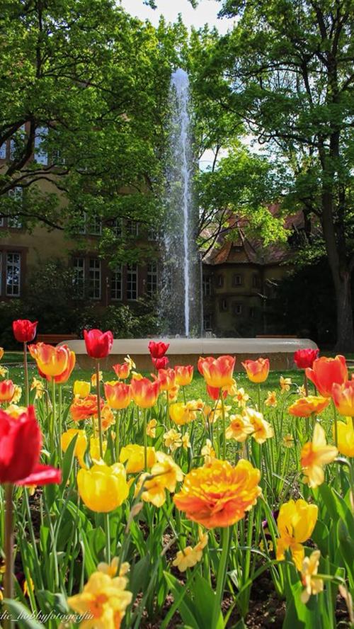 Frühlingsfotos aus Schwabach und Umgebung