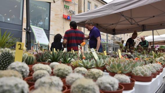 Blumen, Kakteen, Gewürze: Impressionen vom Fürther Gartenmarkt - Fürth - nordbayern.de