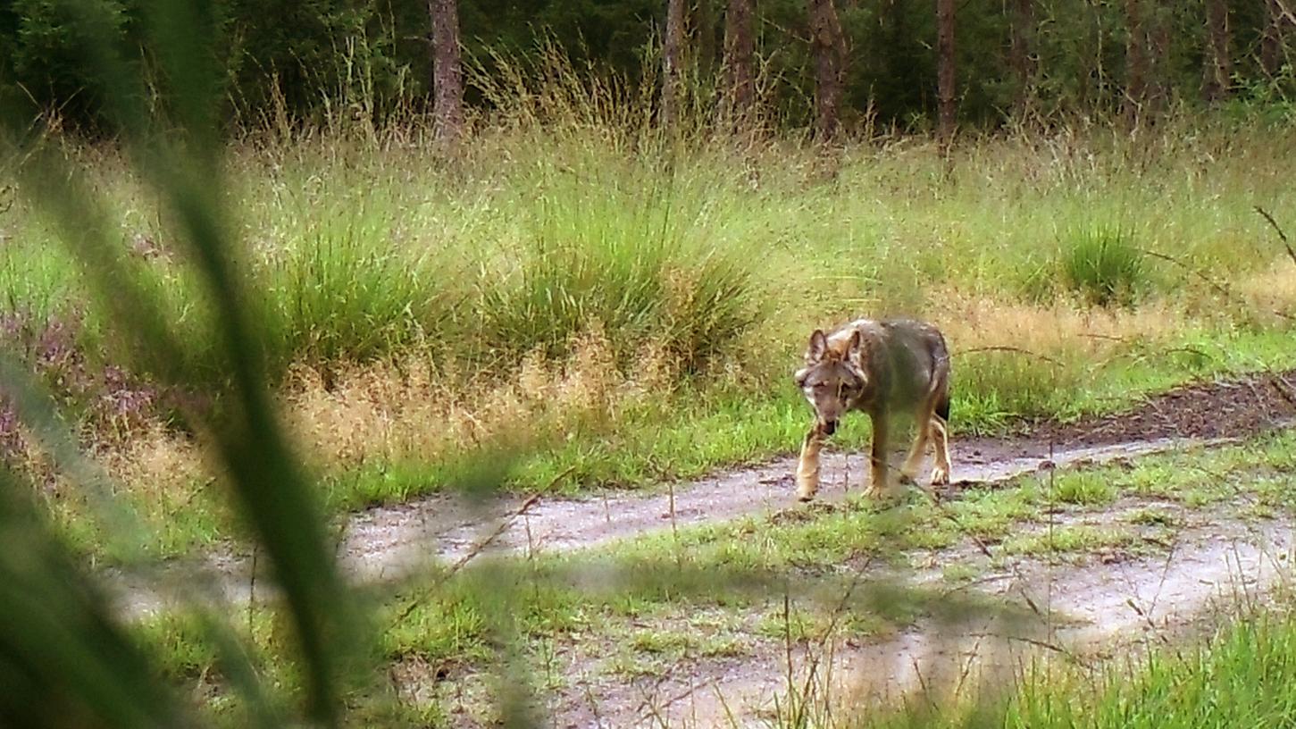 Ein Jungwolf läuft bei Eschede (Niedersachsen) in eine Fotofalle. Auch in Bayern sind wieder vermehrt Tiere unterwegs.
