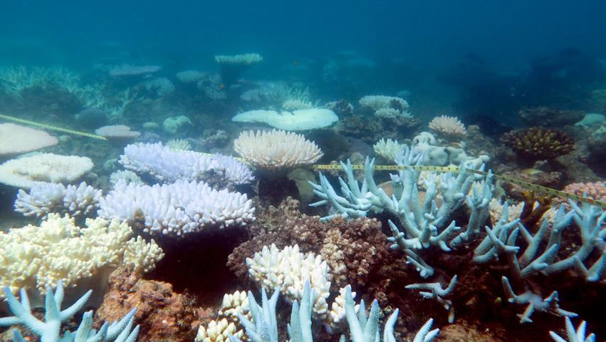 Es ist das wohl größte Korallenriff der Erde: Das Great Barrier Reef in Australien  erstreckt sich über eine Gesamtlänge von 2300 Kilometern. Allerdings leidet es unter schweren Umweltschäden. Die Regierung will das Weltnaturerbe nun retten.