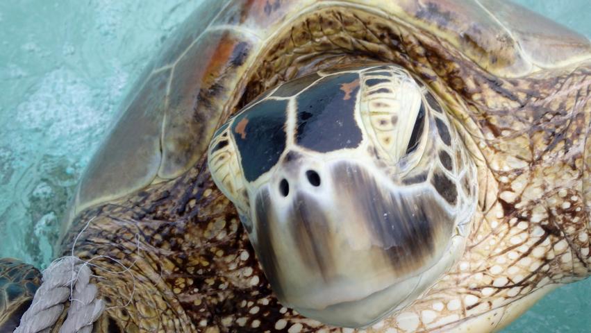 Am Great Barrier Reef schlüpfen fast nur noch weibliche Grüne Meeresschildkröten aus dem Ei.