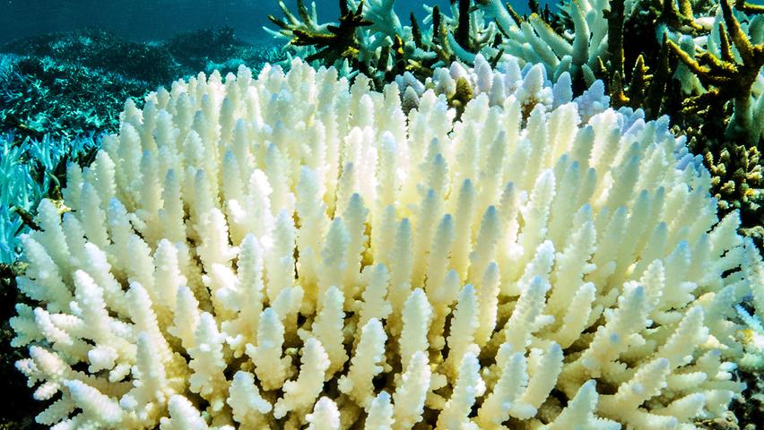 Korallenbleiche am Great Barrier Reef in Australien aus dem Jahr 2015. Das weltgrößte Korallenriff Great Barrier Reef vor der Küste Australiens lässt sich nach Meinung vieler Experten nur noch mit einem entschlossenen Kampf gegen den Klimawandel retten.