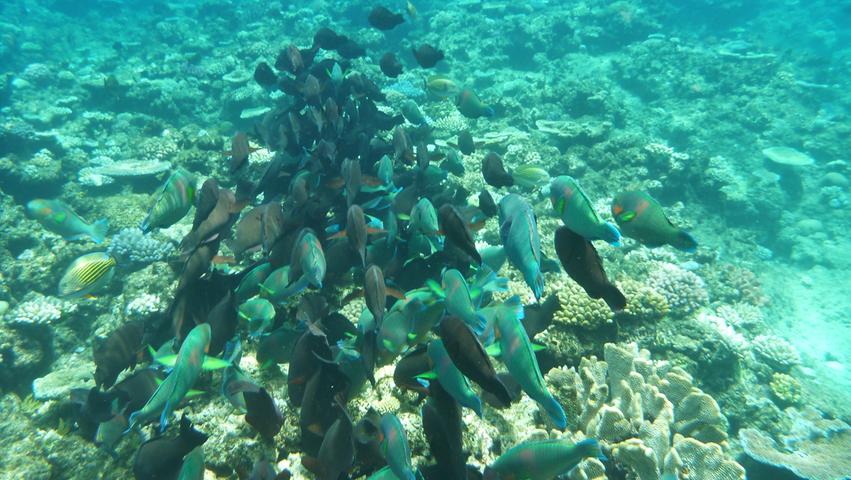 Ein Fischschwarm im Great Barrier Reef, vor der Küste von Cairns in Australien.