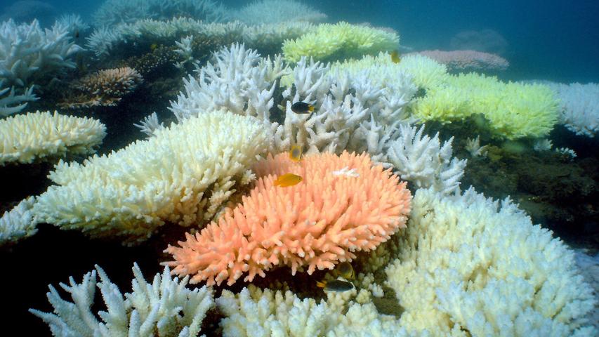 Korallen am North Keppel Island des Great Barrier Reef in Queensland.