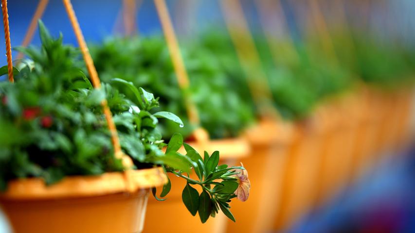 Noris-Inklusion: Gärtnereibetriebe helfen bei Resozialisierung