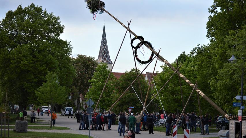 Ganz traditionell mit Muskelkraft stellten die Maibaumfreunde des Gartenbauvereins in Windsfeld ihren 32 Meter hohen Baum auf.