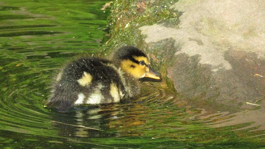 Frühlingserwachen im Nürnberger Zoo: Bilder von den Tierbabys