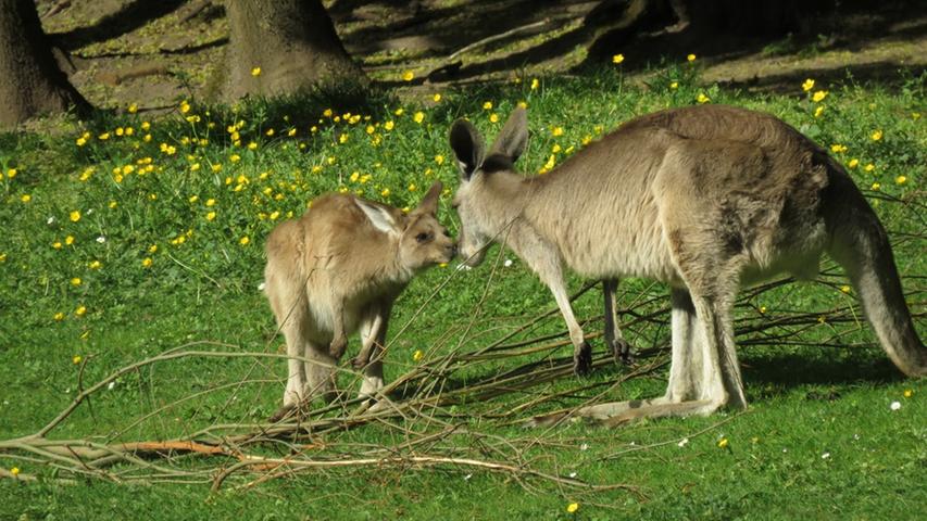 Frühlingserwachen im Nürnberger Zoo: Bilder von den Tierbabys