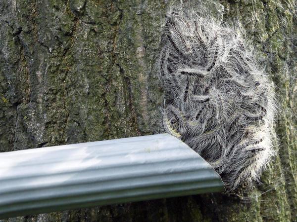 Gruselige Netze: Gespinstmotte verwebt Nürnbergs Pflanzen