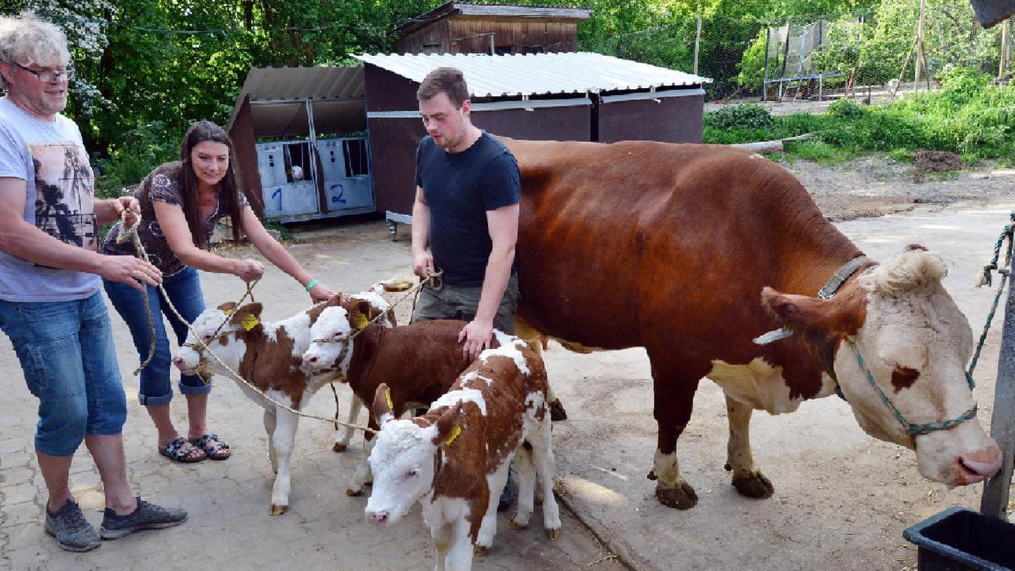 Spektakel in Erlangen: Kuh bringt Drillinge zur Welt