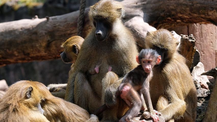 Affen und glückliche Kinder: So war das Frühlingsfest im Tiergarten