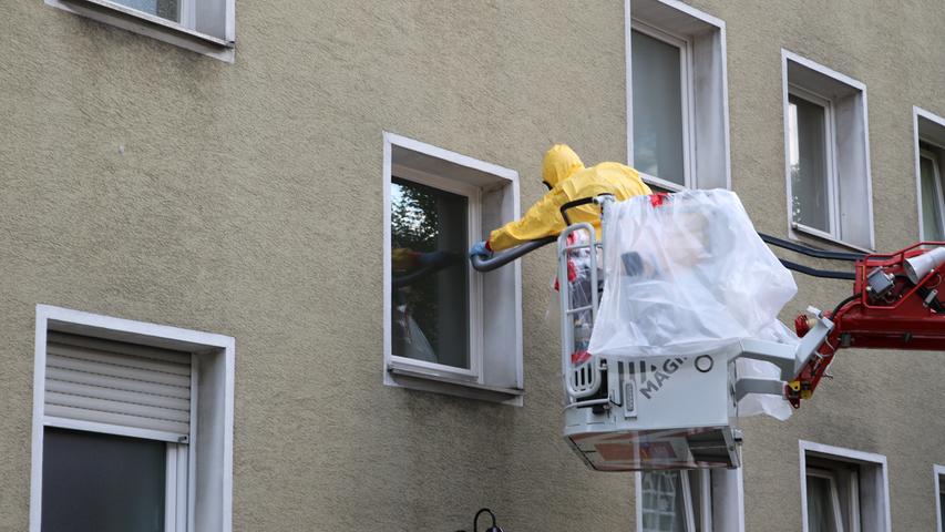 Eichenprozessionsspinner in Nürnberg: Feuerwehr saugt Raupen ab