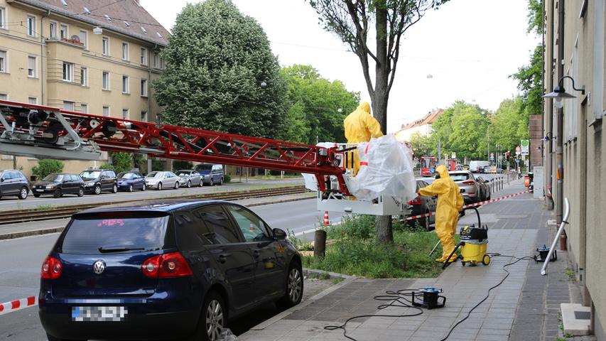Eichenprozessionsspinner in Nürnberg: Feuerwehr saugt Raupen ab 