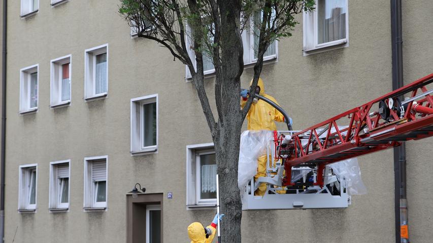 Eichenprozessionsspinner in Nürnberg: Feuerwehr saugt Raupen ab 