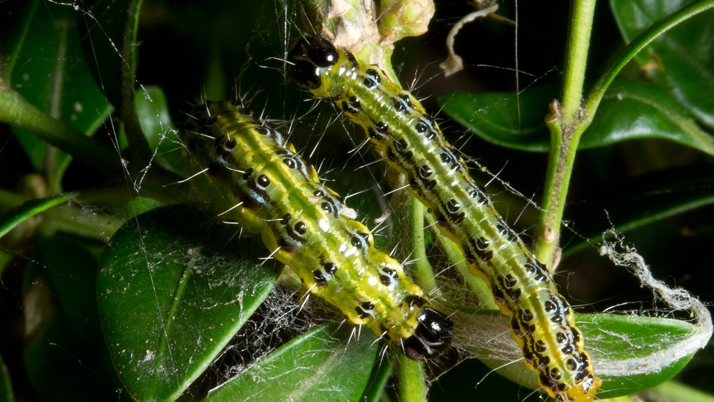 Der Schädling plagt inzwischen viele Hobby-Gärtner und ihren Buchs. Der Schädling plagt inzwischen viele Hobby-Gärtner und ihren Buchs.