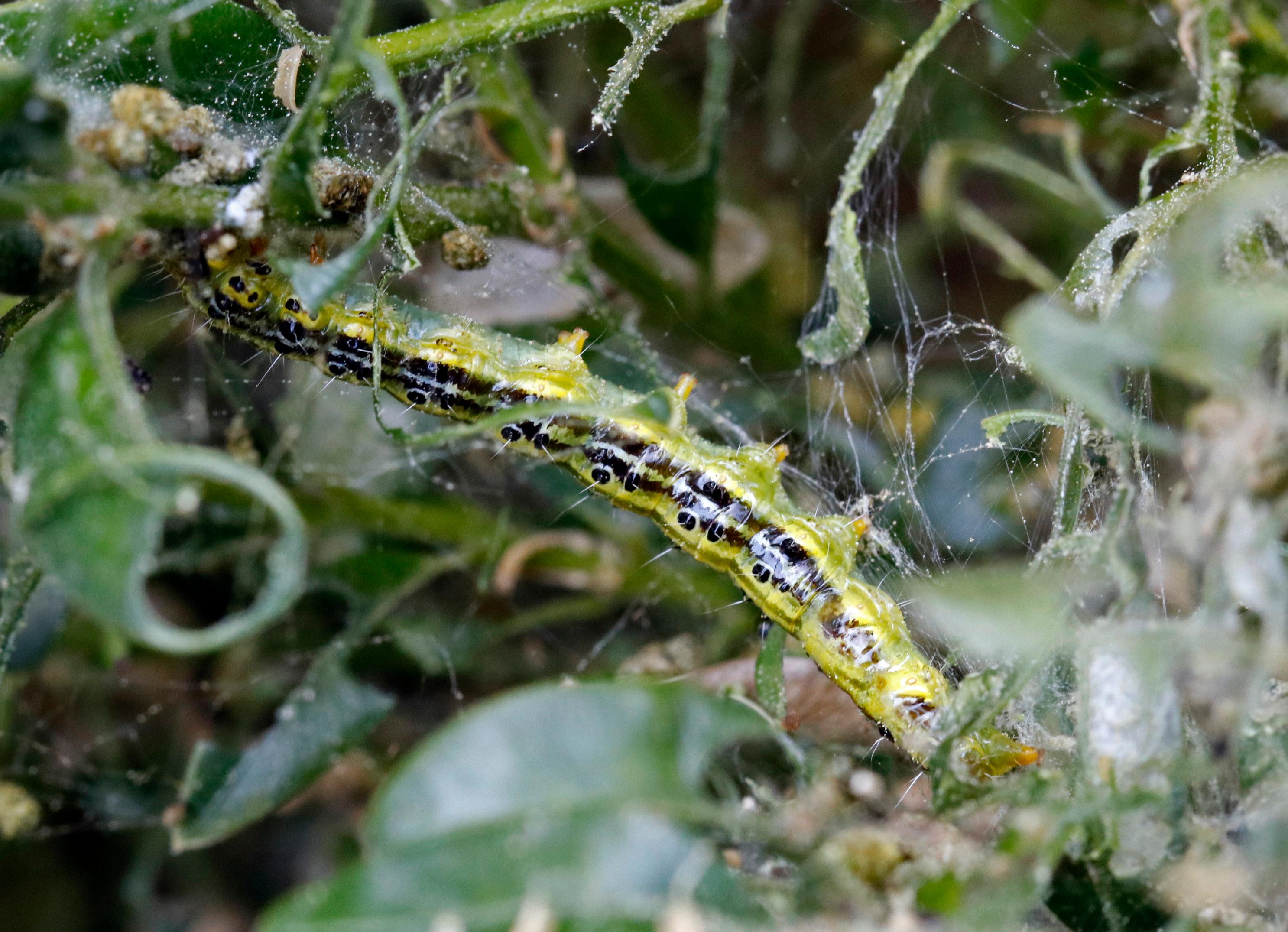 Gefr&auml;&szlig;iger Buchsbaumz&uuml;nsler: So retten Sie Ihren Baum vor dem Kahlschlag