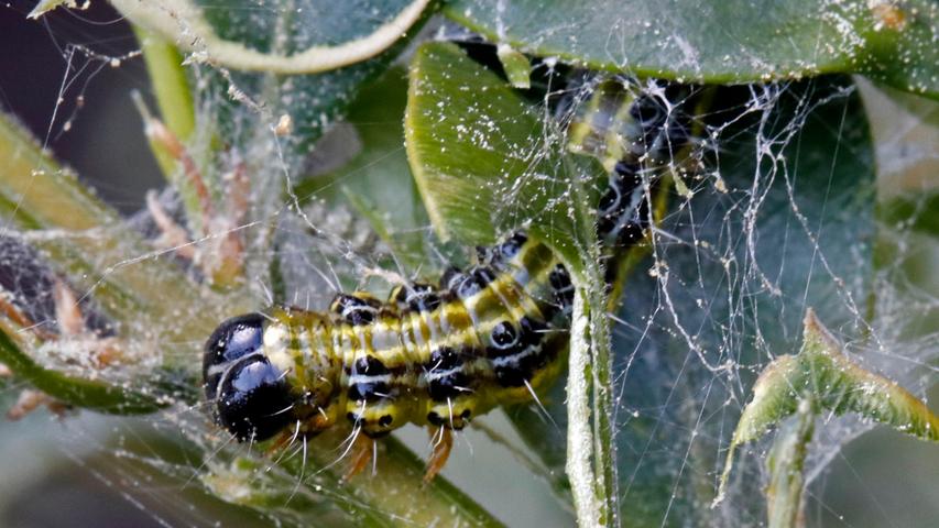 Das, was an ein Spinnennetz erinnert, sind die sogenannten Gespinste: Eine Art schützender Kokon, innerhalb dessen der Zünsler verschiedene Larvenstadien durchmacht. In der kalten Jahreszeit ist das Tier dort außerdem gut geschützt.