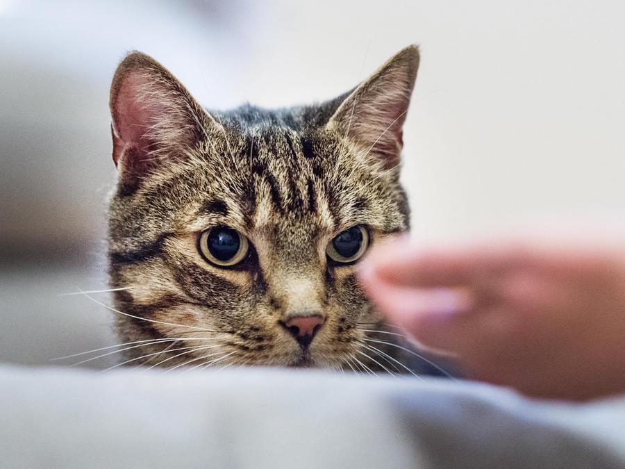 ezelsdorf bei rettungsaktion flog eine katze aus dem fenster burgthann nordbayern de