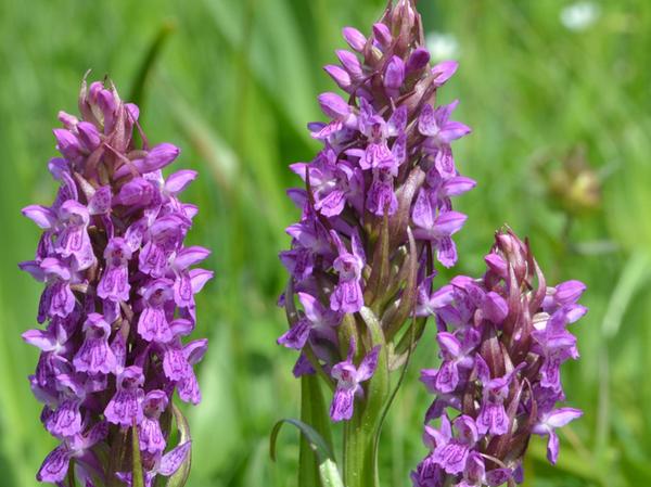 Experten schützen Orchideen in der Fränkischen