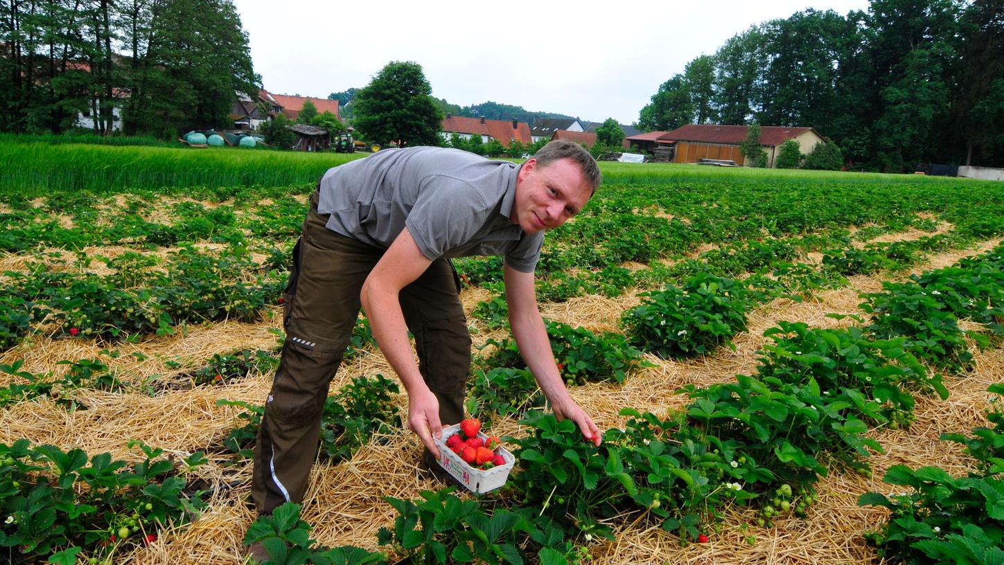 Kann schon jetzt ein paar Erdbeeren ernten: Frisch gepflückt schmecken sie am besten, sagt Martin Wieseckel. Wie viele er verkauft, kann er schlecht abschätzen. Er hat noch nie mitgezählt.