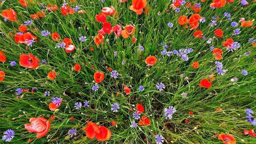 Rotes Blumenmeer: So schön blüht der Klatschmohn bei Boxbrunn