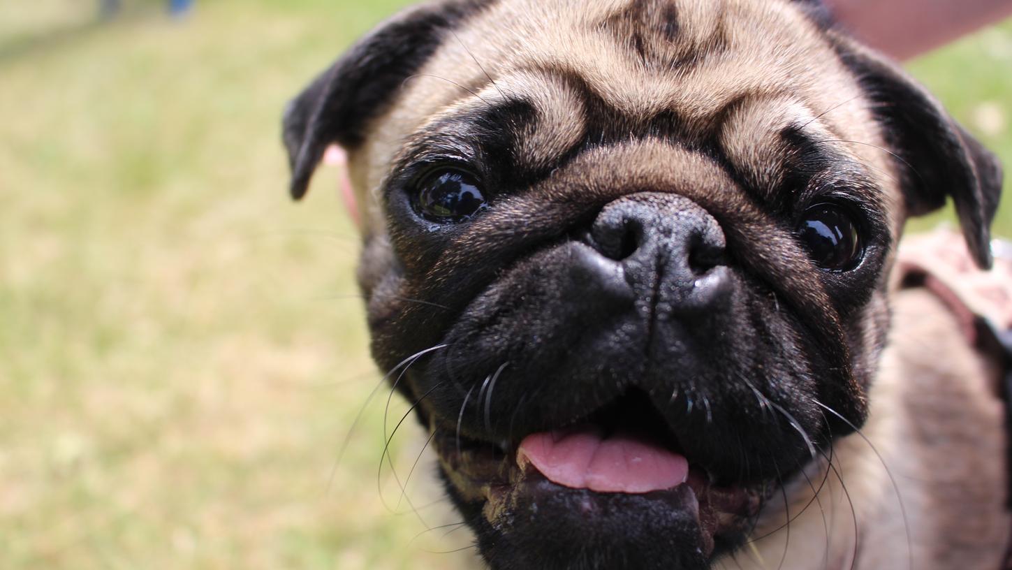 Knautschiges Gesicht mit kurzer Schnauze: Die Optik von Möpsen führt Menschen zwar zur Verzückung, bei den Hunden selbst aber zu Atemnot.