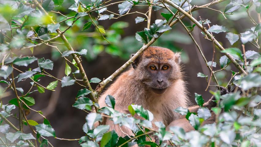 Und Affen. Die verstecken sich im Regenwald und beobachten die Touristen.