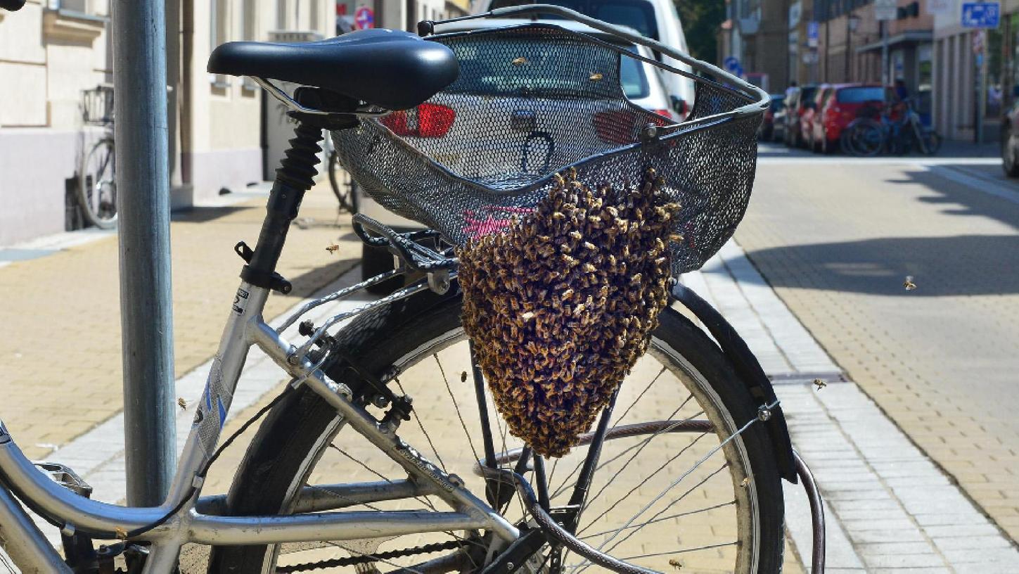 Erlangen: Bienenschwarm ließ sich auf Fahrrad nieder