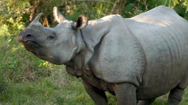 Bis heute ist Wilderei ein großes Problem, da das Horn des Panzernashorns in Ostasien in der Traditionellen Chinesischen Medizin verwendet wird. Ein nach China eingeschmuggeltes Horn kann Wilderern bis zu hunderttausend Dollar einbringen. Es gibt heute zwar wieder mehr als 2.800 Panzernashörner, aber nach wie vor wird die Art als gefährdet geführt.
