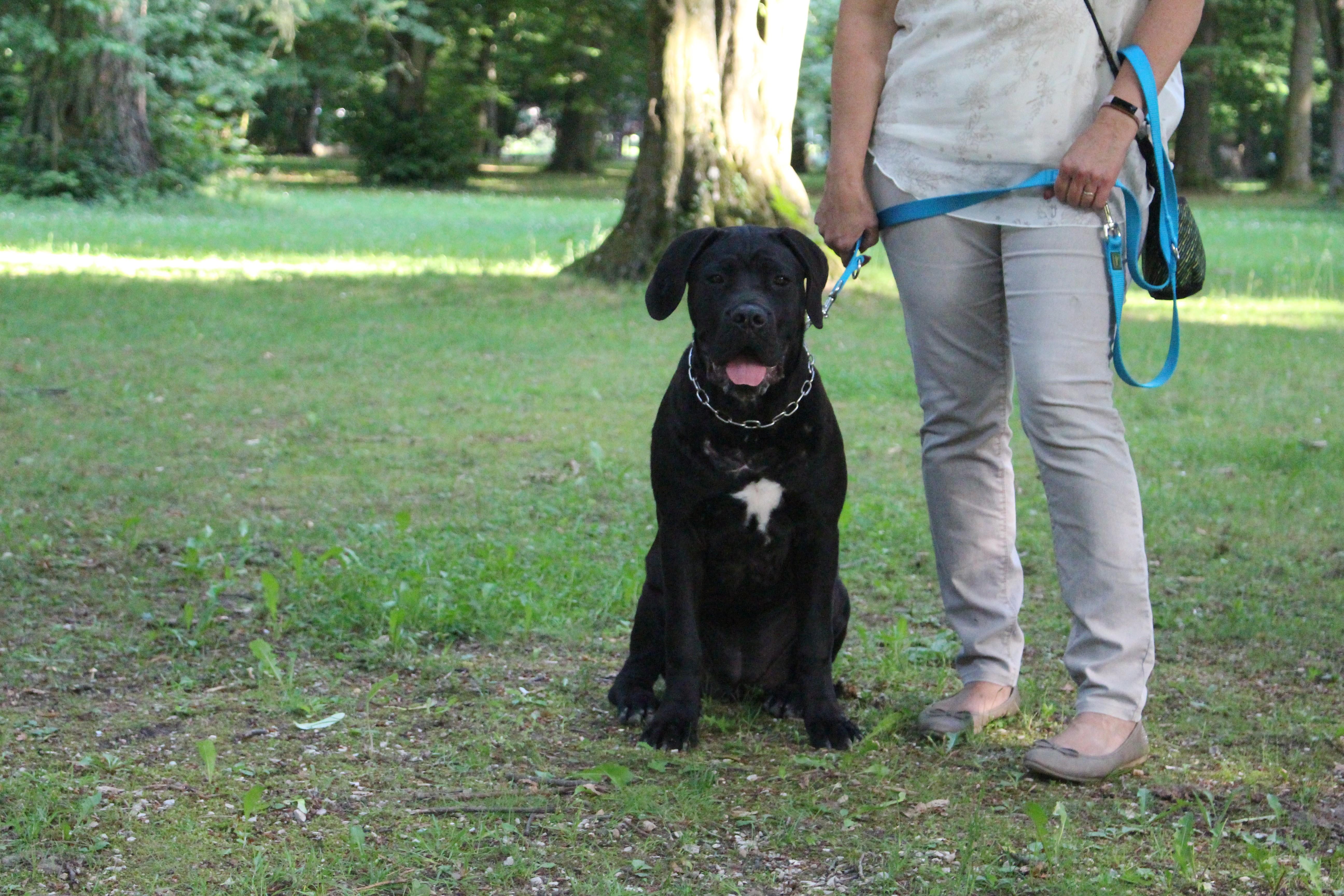 ... worauf es in der Hundeerziehung ankommt.