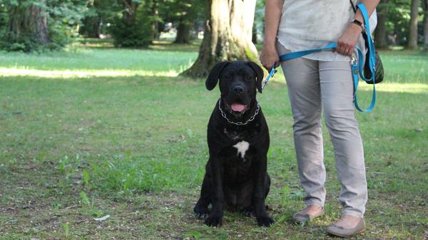 ... worauf es in der Hundeerziehung ankommt.