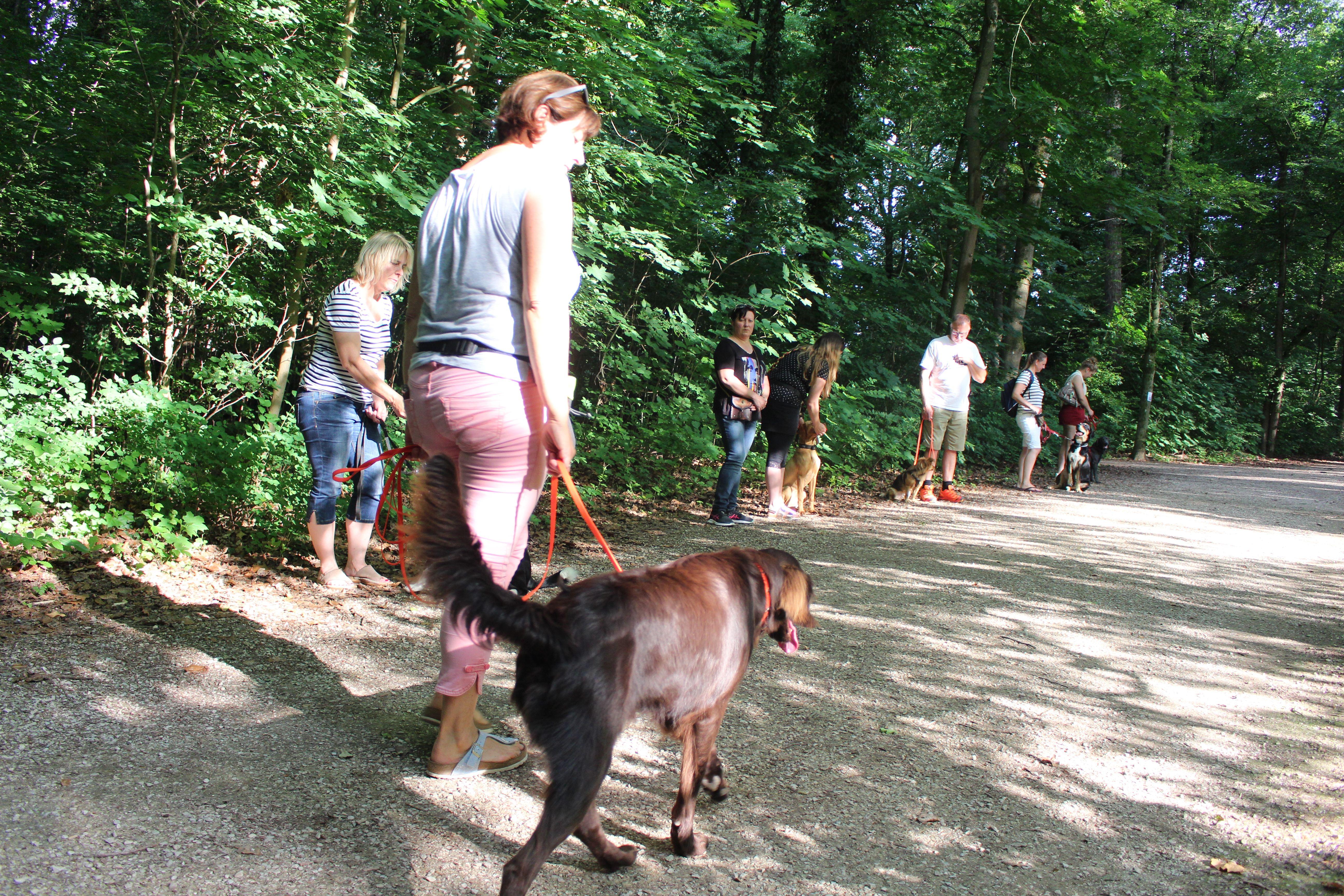 Es kann Hunden auch abtrainiert werden, wenn sie an anderen Menschen hochspringen. Man dürfe ihm dann keine Aufmerksamkeit schenken. „Das ist teilweise schwierig umzusetzen, ...