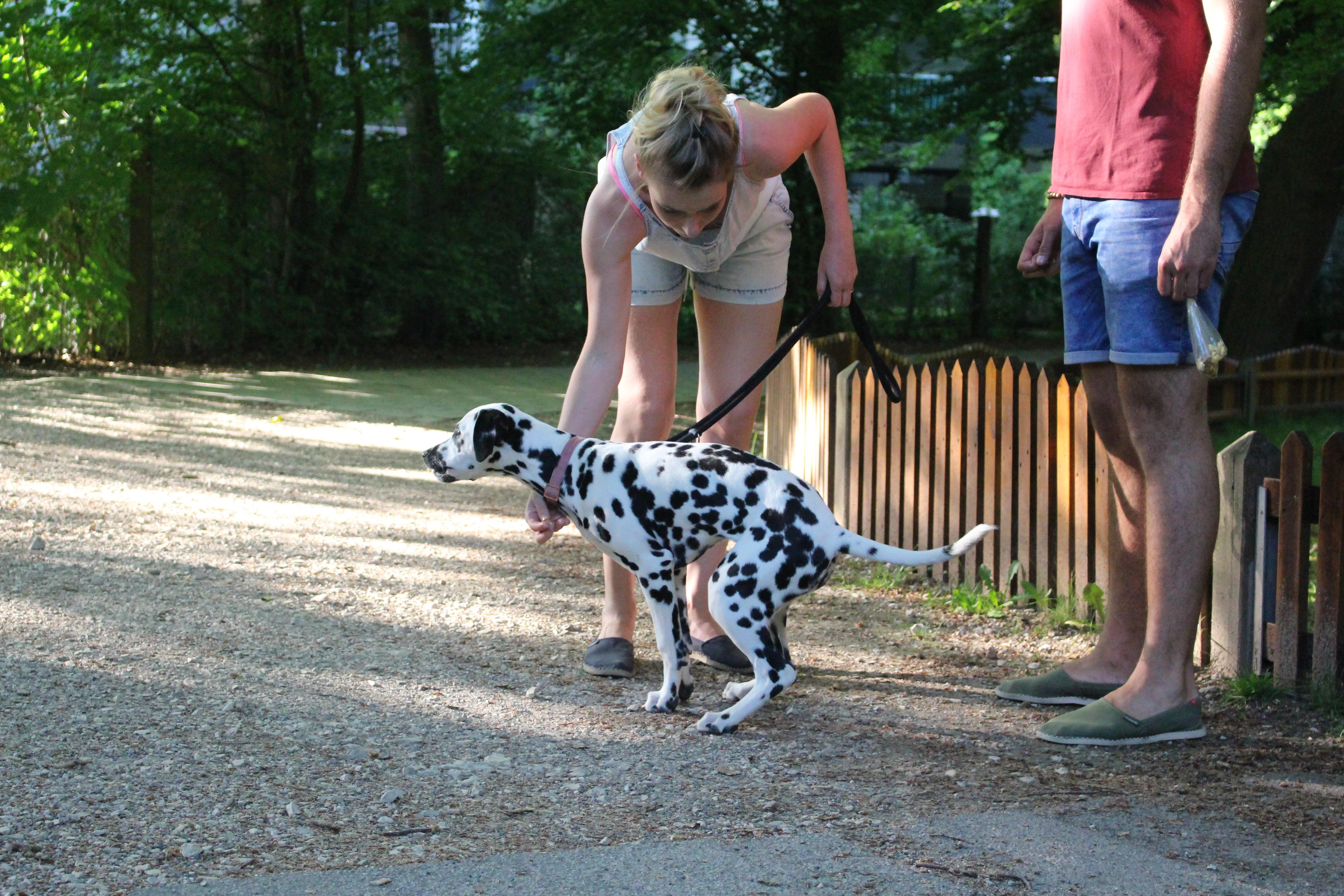 Welpenschutz gilt nicht! "Viele lassen ihrem Welpen erst einmal einiges durchgehen", weiß Lugert. Dabei …