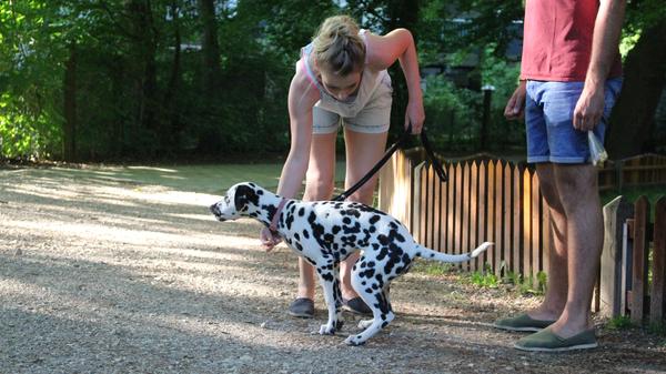 Welpenschutz gilt nicht! "Viele lassen ihrem Welpen erst einmal einiges durchgehen", weiß Lugert. Dabei …